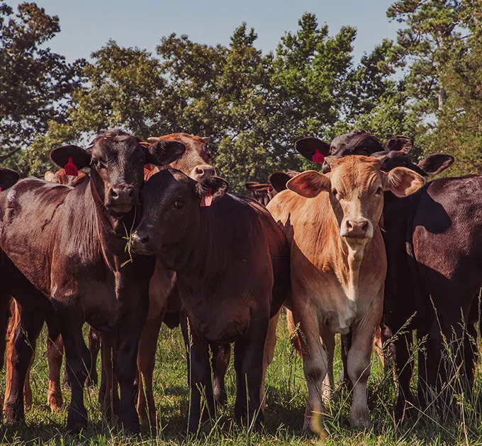 a group of cows standing in a field